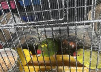 Papugi nimfy i faliste