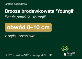 Brzoza brodawkowata 'Youngii' obwód 8-10 cm, z bryłą – HURT