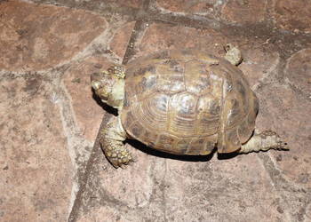 Żółw stepowy i greacki