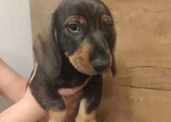 Jamnik szorstkowłosy pies