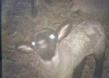 czarnogłówki tryczki