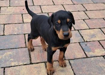 Sprzedam doberman suczka brązowa i czarna