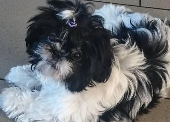 Szczeniak shihtzu