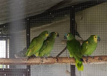 Sprzedam papugi Amazonki niebieskoczelne (Amazona aestiva)