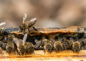 Odkłady pszczele na ramce wielkopolskiej