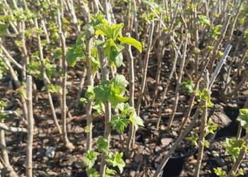 Porzeczka różne odmiany