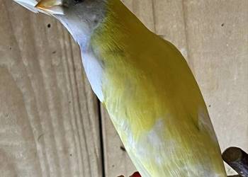 Amadyna wspaniała - samiec 2025 r.