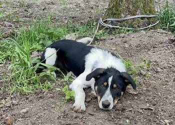 Border Collie szczeniak krótkowłosy