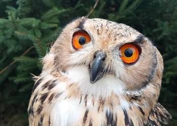 Sprzedam Puchacza Bengalskiego. Młody samczyk z 2025 roku oraz z 2026