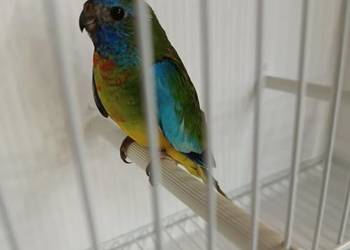 Sprzedam Łąkówki samca