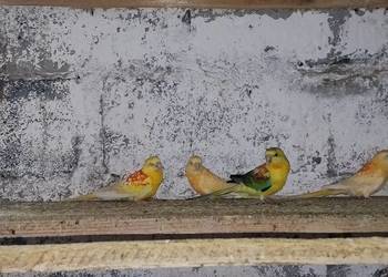 Świergotki - różne mutacje i nimfy 2025