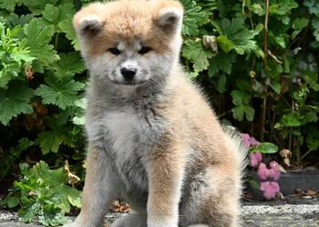 Akita inu akita japońska suczka FCI gotowa do odbioru