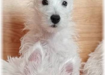 West Highland White Terrier  |  ZKwP FCI suczka