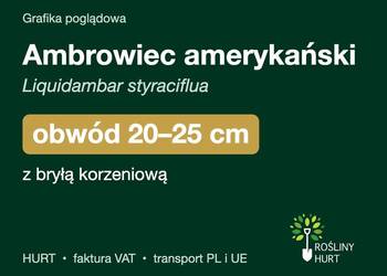 Ambrowiec amerykański obwód 20-25 cm, z bryłą – HURT