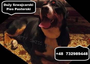 Duży Szwajcarski Pies Pasterski hodowla szczeniak szczeniaki