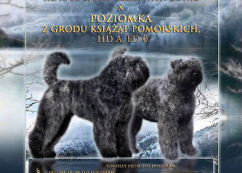 BOUVIER DES FLANDRES
