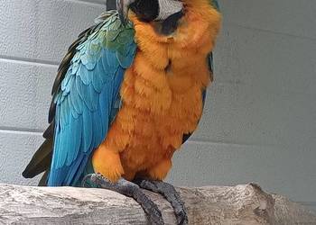 Ara Catalina samiec 2023 rok