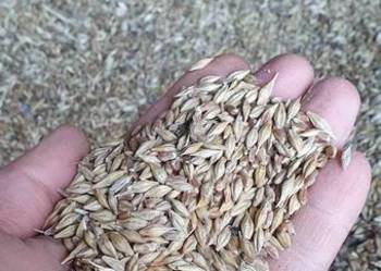 Jęczmień z pszenicą Jęczmień z pszenicą