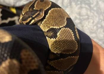 Pyton królewski z terrarium