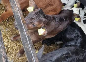 Sprzedam Byczki POLSKIE