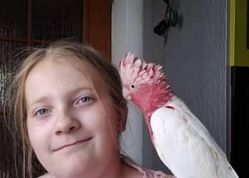 Kakadu różowe lutino