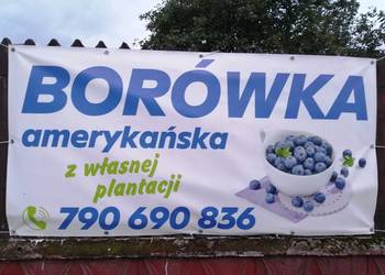 Borówka amerykańska SMACZNE SŁODKIE OWOCE
