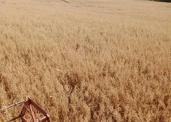 Owies bingo Rambo, gniady