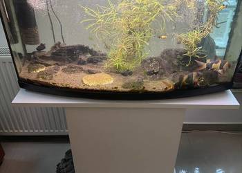 Akwarjum 105 L  i  25L z rybami
