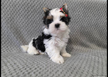 śliczne pieski Biewer , York