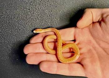 Młode Węże mahoniowe albino