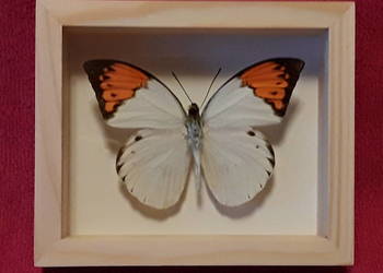 Motyl w ramce 12 x10 cm. Hebomoia glaucippe