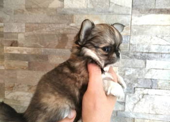 Chihuahua maleńki piesek