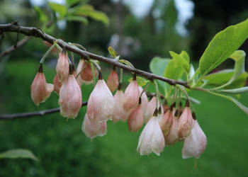 OŚNIEŻA KAROLIŃSKA Halesia carolina - NASIONA 30 sztuk - 10g.