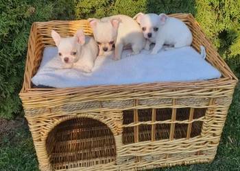 Chihuahua śliczne pieski biale I kremowe