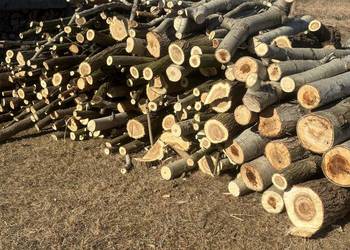 Sprzedam drewno opałowe akacja oraz topola