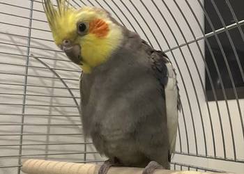 2 Nimfy wraz z klatką 2 Nimfy wraz z klatką