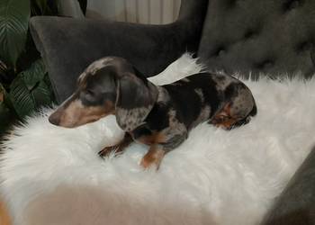 Jamnik Blue merle piesek