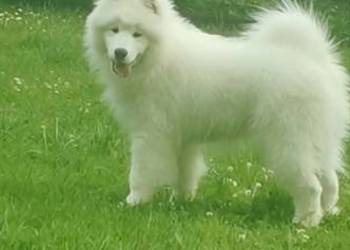 Samojed Samojedy FCI