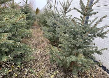 Choinki Jodła kaukaska świerk pospolity, srebrzysty, serbski