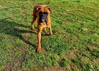 Roczny bokser z rodowodem łagodny