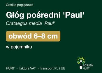 Głóg pośredni 'Paul' obwód 6-8 cm, w pojemniku – HURT