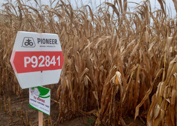 Nasiona kukurydzy Pioneer P92841 FAO Z260 K270 AQUAmax Nasiona kukurydzy Pioneer P92841 FAO Z260 K270 AQUAmax
