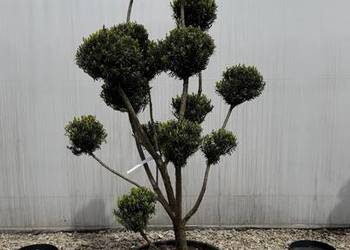 Cis Taxus media "Hicksii" Bonsai 160cm+