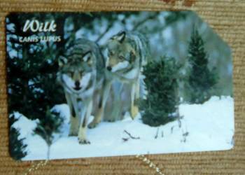 WILK - JEDEN Z NAJWIĘKSZYCH W POLSCE DRAPIEŻNIKÓW WILK - JEDEN Z NAJWIĘKSZYCH W POLSCE DRAPIEŻNIKÓW