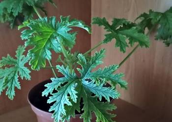 Geranium anginka roślina lecznicza.Kwiat domowy lub na balkon.