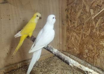 Mnichy nizinne lutino albino