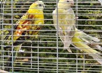 ŚWIERGOTKI SELEDYNOWE