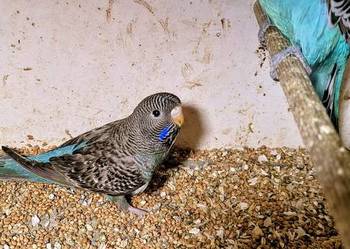 Sprzedam młodą papugę Blackface