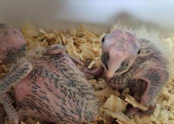 Pisklaki ary marakany do rk