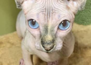 Sfinks Kanadyjski. Do odbioru dziewczynka.